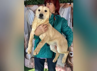 ZOE- verschmust, lieb, menschenbezogen, bereit für ihre liebevolle Für-immer-Familie