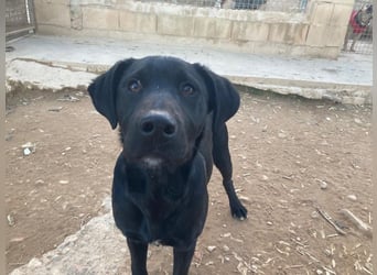 Maverik wartet im Tierheim in 79312 Emmendingen