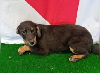 OLAF-überaus liebenswürdigen schokoladenfarbenen Mischlingsrüde