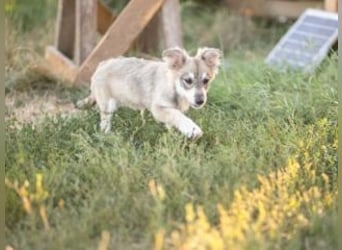 FOXY-eine kleine Hündin, die noch lernen möchte, der Welt zu vertrauen