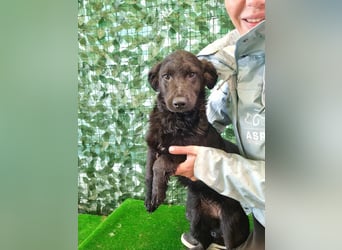 Freundliche MAGGY- wartet auf gepacktem Köfferchen auf ihre liebevolle Familie