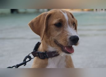 BROWNIE-Ein Herz auf vier Pfoten sucht sein zu Hause für immer