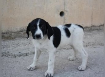 ELSA-mit ihrem schwarz-weißen Fell, den Schlappöhrchen ein wonniger Schatz