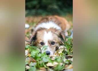 BISCUIT-kleiner Sonnenschein-liebevoll, anhänglich sucht sein liebevolles Für-immer-Zuhause