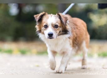 BISCUIT-kleiner Sonnenschein-liebevoll, anhänglich sucht sein liebevolles Für-immer-Zuhause