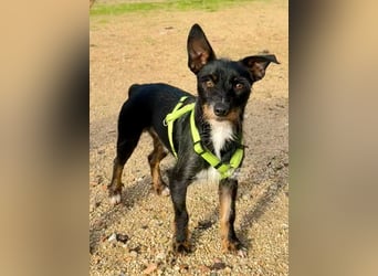 KOMO-unkomplizierter, kleiner Herzensbrecher, auf der Suche nach seinem Zuhause