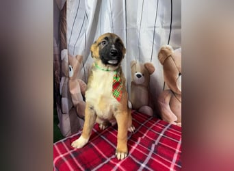 Max – hat sein Köfferchen schon gepackt