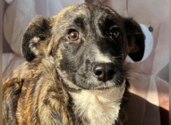 STELLA-wunderhübsche Hündin mit einer angenehmen Ausstrahlung