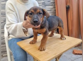 FARAH-kleiner Wirbelwind sucht seine Menschenfamilie