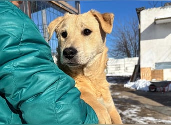 ZOE- verschmust, lieb, menschenbezogen, bereit für ihre liebevolle Für-immer-Familie