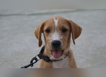 BROWNIE-Ein Herz auf vier Pfoten sucht sein zu Hause für immer