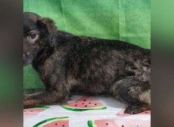KARMA-hätte es mehr als erdient hätten, in einem schönen Zuhause zu leben, wo sie geliebt und umsorg