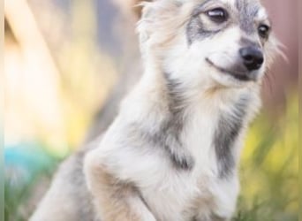 FOXY-eine kleine Hündin, die noch lernen möchte, der Welt zu vertrauen