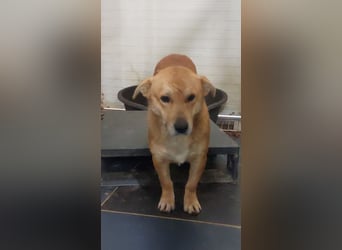 HONEY-feiner Charakter, traurige, braune Kulleraugen auf der Suche nach liebevollem Zuhause