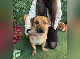 Niedlicher PACO-zutraulich, verschmust, liebenswert, den Menschen zugetan sucht sehnsüchtig Zuhause