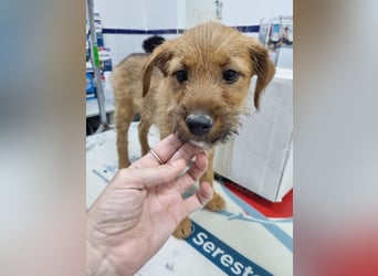 Kleine Robin sucht ihr großes Glück: seit sie In letzter Sekunde dem Schicksal entkommen ist!