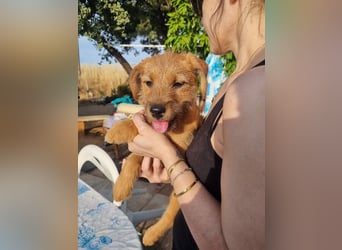 Kleine Robin sucht ihr großes Glück: seit sie In letzter Sekunde dem Schicksal entkommen ist!