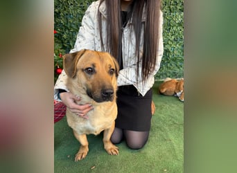 Niedlicher PACO-zutraulich, verschmust, liebenswert, den Menschen zugetan sucht sehnsüchtig Zuhause