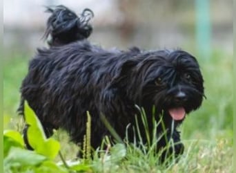 DARLA-wer hat ein Plätzchen an seiner  Seite frei um mit Darla durchs Leben zu gehen