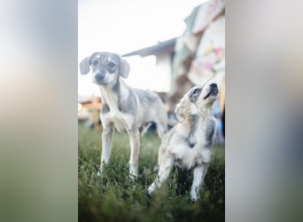 MILO - wartet auf Pflegestelle in 79206 Breisach auf ein gutes Zuhause