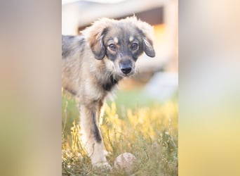 FELIA -wartet im Tierheim 79312 Emmendingen auf ihr liebevolles Für-immer-Zuhause
