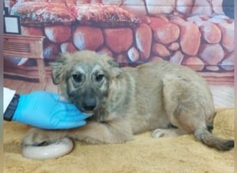 TOBY-sehr freundlich und außerordentlich verschmust