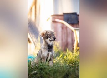 FELIA -wartet im Tierheim 79312 Emmendingen auf ihr liebevolles Für-immer-Zuhause