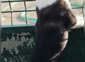 SAGA-wächst zu einem neugierigen und verspielten Hundekind heran