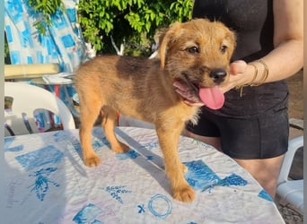 Kleine Robin sucht ihr großes Glück: seit sie In letzter Sekunde dem Schicksal entkommen ist!