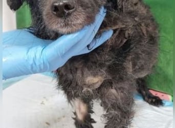 NERO-freundlicher, wenn auch noch etwas schüchterner junger Hund