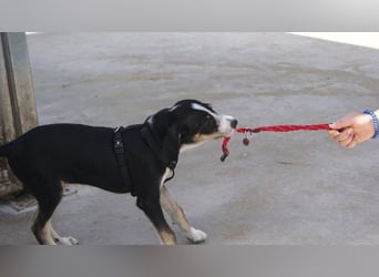 FRITZ-bezaubernder, fröhlicher, aufgeweckter Bub auf der Suche nach liebevoller Für-immer-Familie
