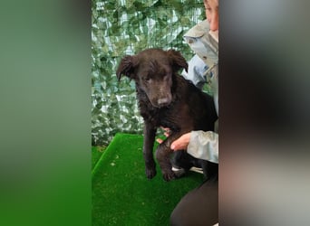 Freundliche MAGGY- wartet auf gepacktem Köfferchen auf ihre liebevolle Familie