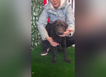 Freundliche MAGGY- wartet auf gepacktem Köfferchen auf ihre liebevolle Familie