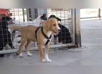 BROWNIE-Ein Herz auf vier Pfoten sucht sein zu Hause für immer