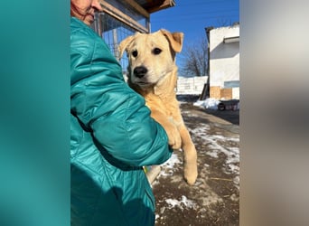 ZOE- verschmust, lieb, menschenbezogen, bereit für ihre liebevolle Für-immer-Familie