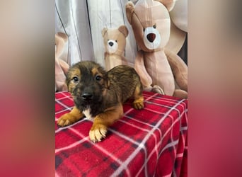 Archie – bereit für das große Welpenabenteuer