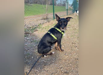 KOMO-unkomplizierter, kleiner Herzensbrecher, auf der Suche nach seinem Zuhause