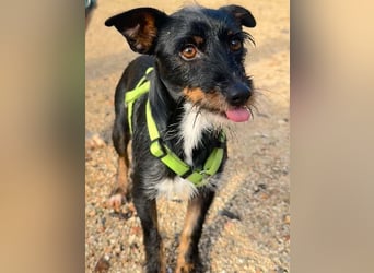 KOMO-unkomplizierter, kleiner Herzensbrecher, auf der Suche nach seinem Zuhause