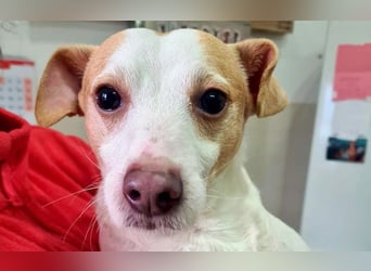 Fröhlicher BAKU-wartet in 79280 Au auf sein liebevolles Zuhause