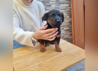 ROBI-kleiner Zwerg sucht seinen Lieblingsmenschen