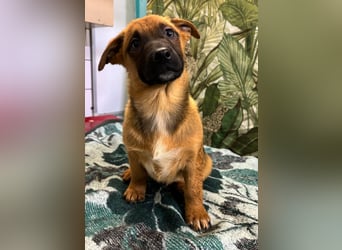 Cooper – bereit für die große Reise ins Glück