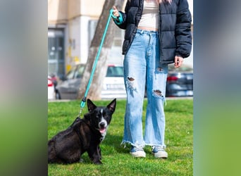 NORR-kleiner Sonnenschein, sehr lieb, ausgeglichen, verspielt, menschenbezogen