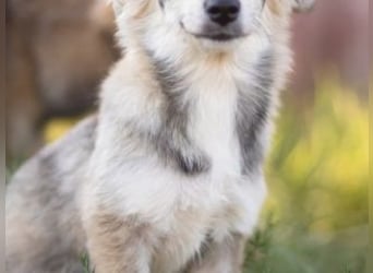 FOXY-eine kleine Hündin, die noch lernen möchte, der Welt zu vertrauen