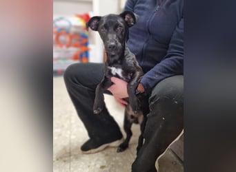 CHICO-sozial,umgänglich,schon gut erzogen sucht er auf gepacktem Köfferchen  sein Für-immer-Zuhause