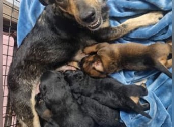 FARAH-kleiner Wirbelwind sucht seine Menschenfamilie