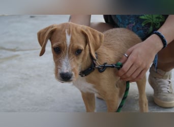 BROWNIE-Ein Herz auf vier Pfoten sucht sein zu Hause für immer