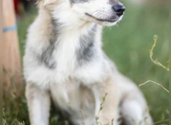 FOXY-eine kleine Hündin, die noch lernen möchte, der Welt zu vertrauen
