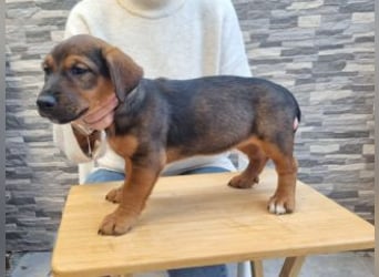 FARAH-kleiner Wirbelwind sucht seine Menschenfamilie