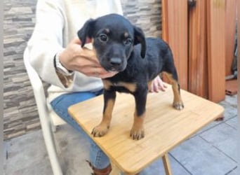 PATITA-kleine Pfoten suchen großes Glück