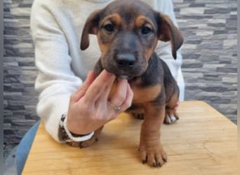 FARAH-kleiner Wirbelwind sucht seine Menschenfamilie